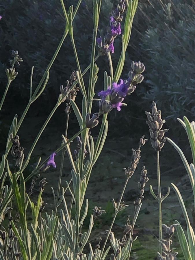 Mare&Terra... Alloggi Nel Delta Polesine Camerini エクステリア 写真